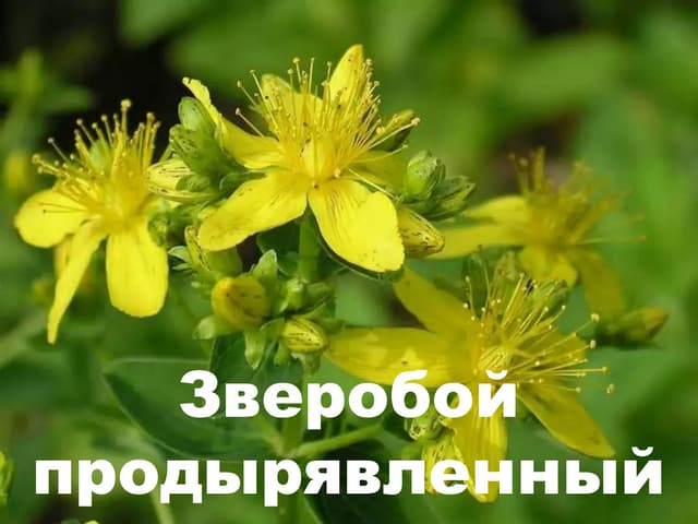 Растения с названиями и описанием фото - Coffeebull.ru