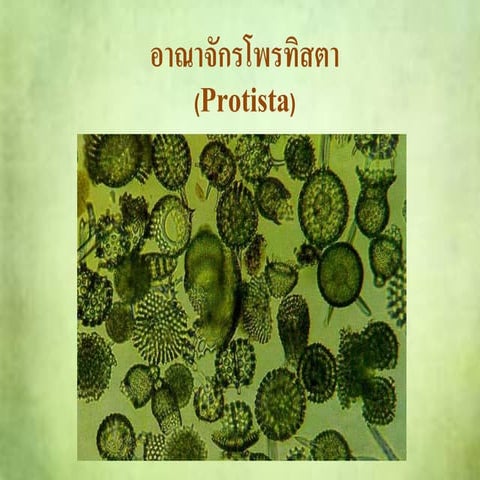 อาณาจักรโพรทิสตา