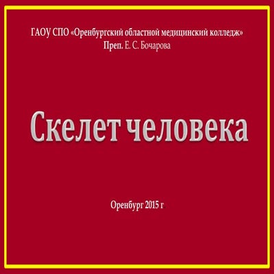 скелет человека | PPT