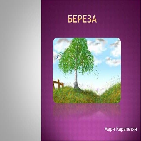 Береза | PPT