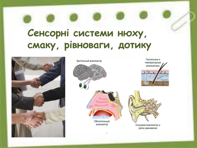 Сенсорні системи нюху,смаку, рівноваги, дотику.