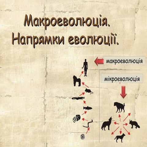 Макроеволюція. Напрямки еволюції.
