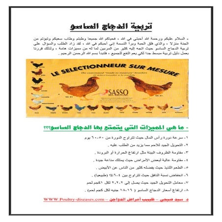 دليل تربية الدجاج الساسو