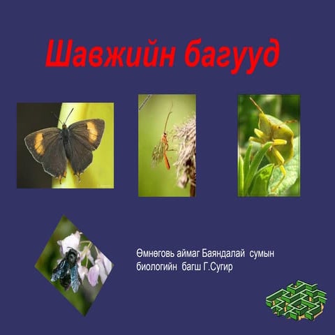 шавжийн багууд | PPT