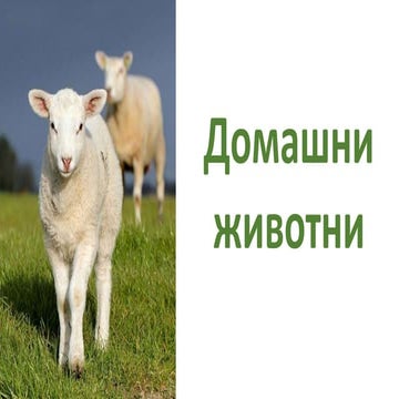 Домашни животни