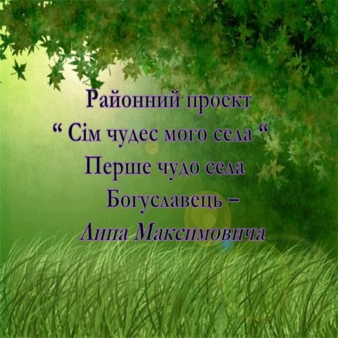 Липа Максимовича