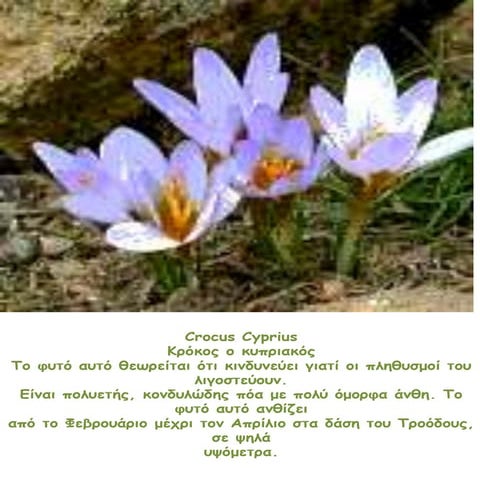 Ενδημικά και σπάνια φυτά της Κύπρου - Επιστήμη Δ' τάξης