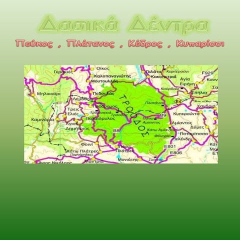 Δασικά δέντρα   (Πεύκος & Πλάτανος)