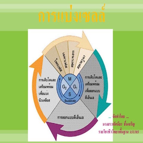 การแบ่งเซลล์