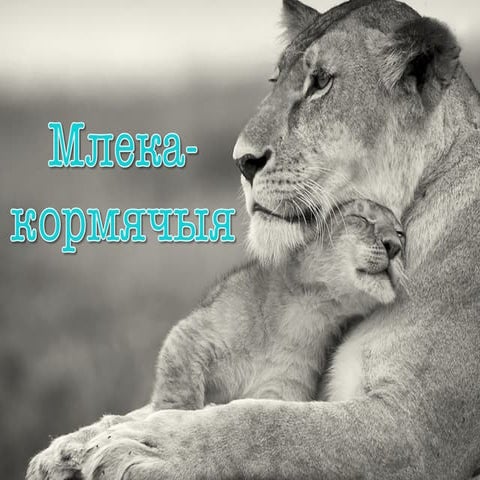 Млекакормячыя альбо сысуны. Класіфікацыя