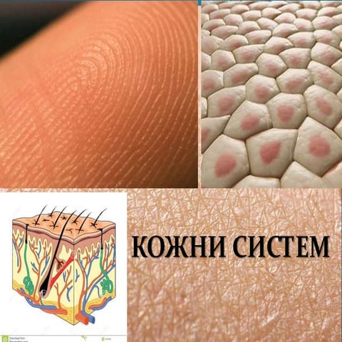 Kожни систем | PPT