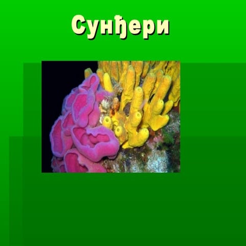 сунђери | PPT