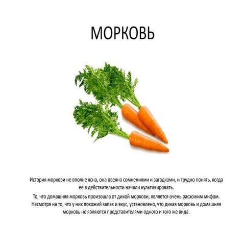 морковь | PPT