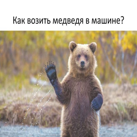 Сел медведь в машину