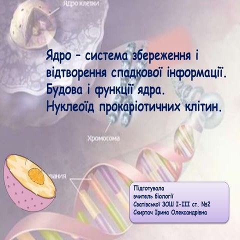 Ядро клітини. Будова та функції.