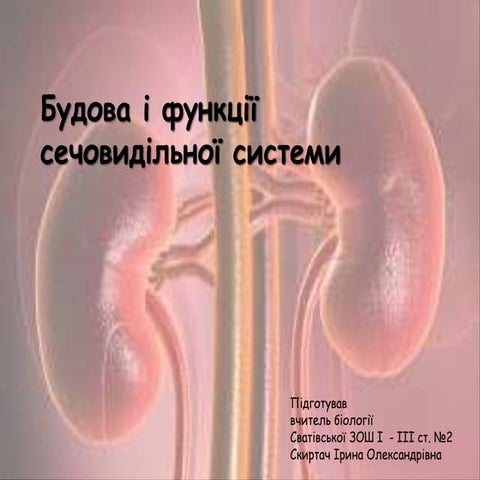 Будова та функції сечовидільної системи