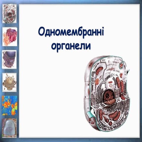Одномембранні органели | PPT