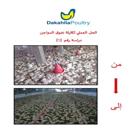 الحل العملي لكارثة نفوق الدواجن