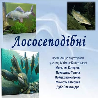 лососеподібні