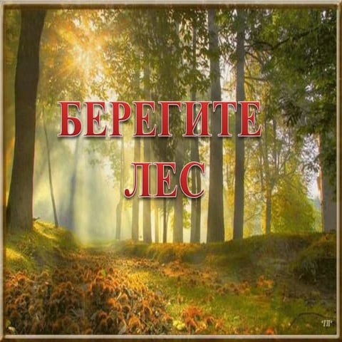 берегите лес | PPT