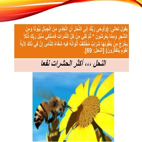 عجائب النحل