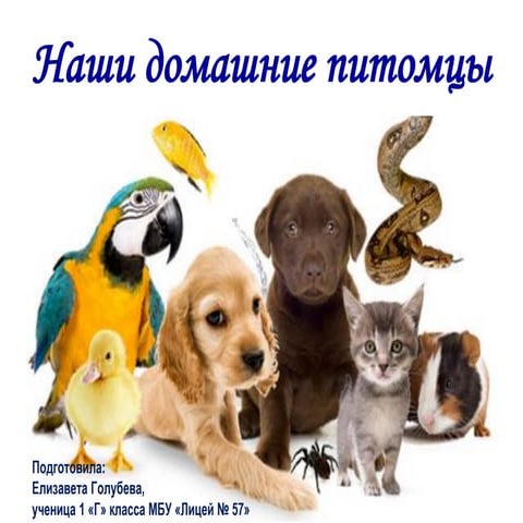 наши домашние питомцы