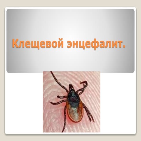 клещевой | PPT