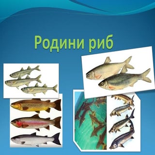 родини промислових риб