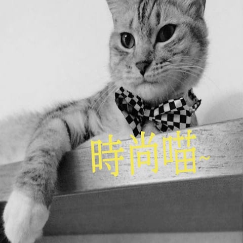 認知、科技與設計_1050108_期末成果展第四組