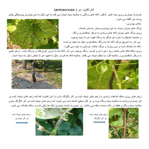 بیماری آنتراکنوز مو (انگور)