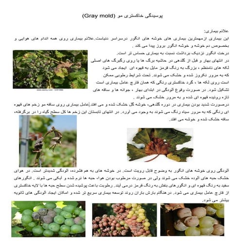 پوسیدگی خاکستری مو انگور