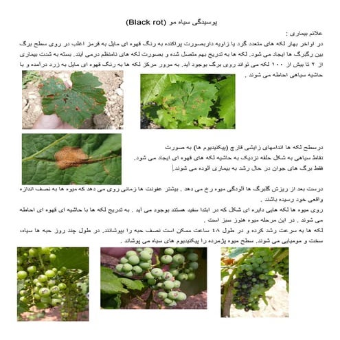 بیماری قارچی پوسیدگی سیاه انگور مو