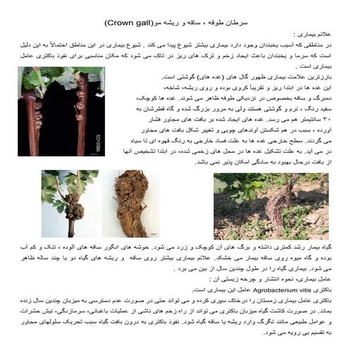 بیماری باکتریایی سرطان طوقه ، ساقه و ریشه انگور مو