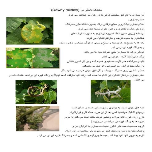 سفیدک داخلی  انگور مو