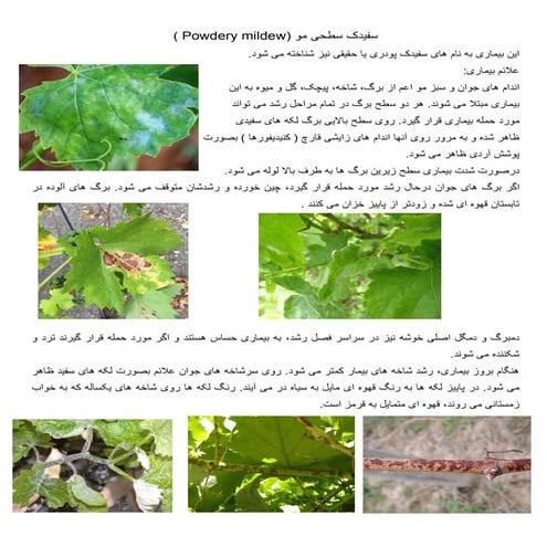 بیماری قارچی سفیدک سطحی انگور مو