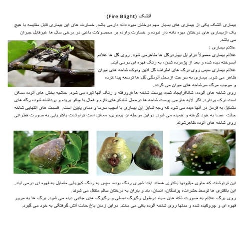 بیماری باکتریایی آتشک درختان میوه دانه دار