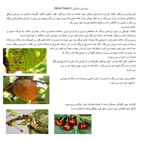 بیماری غربالی درختان میوه هسته دار