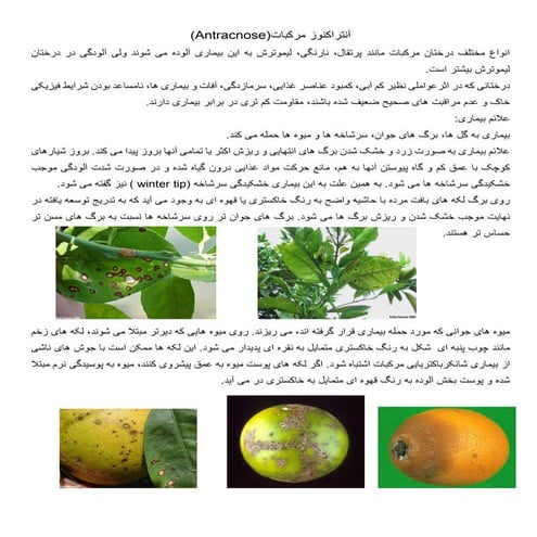 بیماری قارچی آنتراکنوز مرکبات