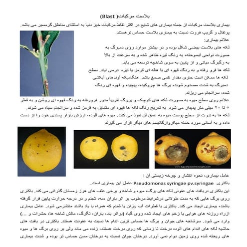بیماری باکتریایی بلاست مرکبات