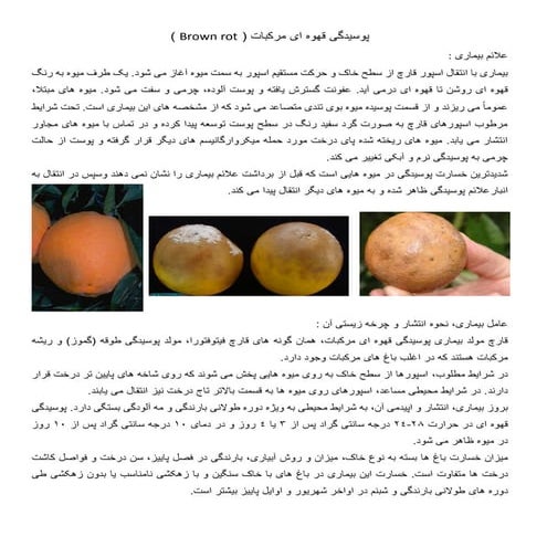 بیماری قارچی پوسیدگی قهوه ای درختان مرکبات
