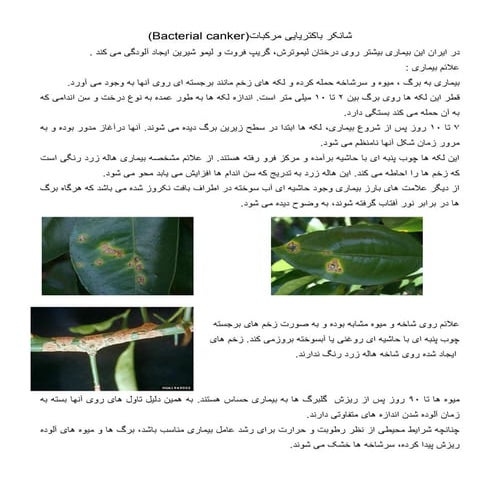 بیماری باکتریایی شانکر باکتریایی درختان مرکبات