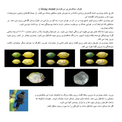 بیماری قارچی کپک خاکستری مرکبات