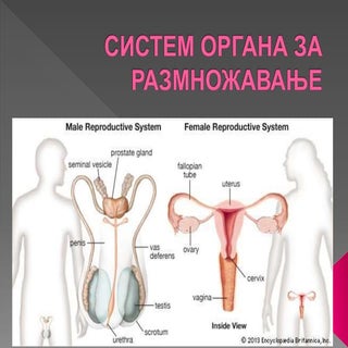 систем органа за размножавање