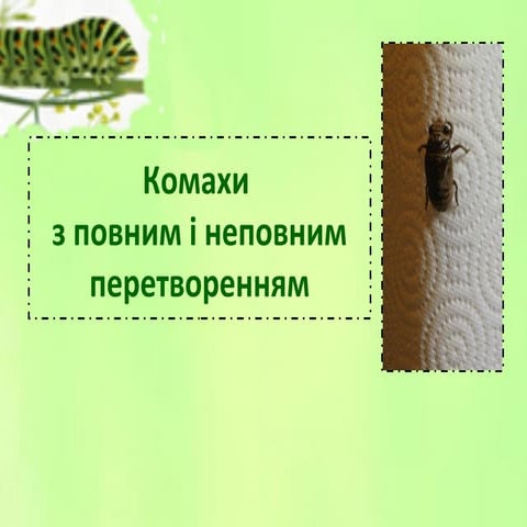 типи розвитку комах | PPT