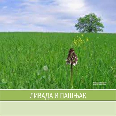 Ливада | PPT