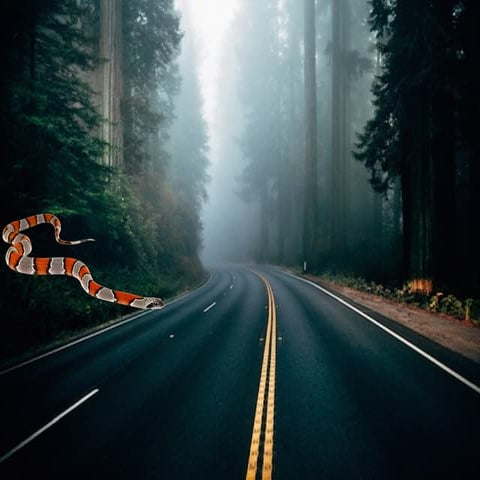 рома мазепа