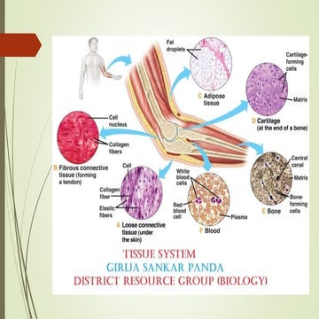ଟିସୁ ତନ୍ତ୍ର (TISSUE) | PPTX | Education