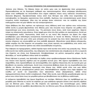 το αλλο προσωπο της κοκκινοσκουφιτσας