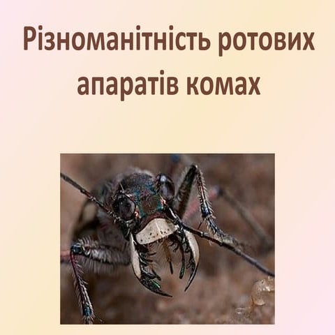 ротові органи комах