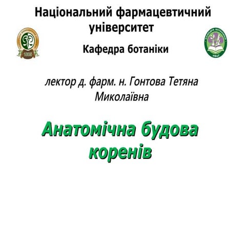 anatomy of the roots